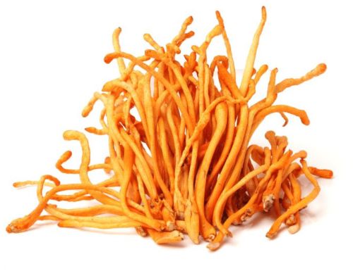 Dried Cordyceps Militaris, Quality : Premium