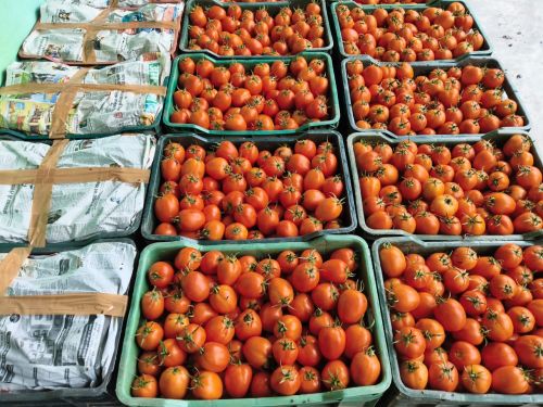 Red Tomatoes, Cultivation Type : Natural