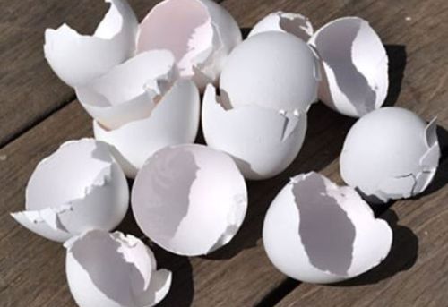 White Egg Shell for Crafts, Gardening