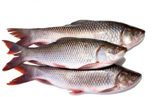 Fresh Whole Cleaned Rohu Fish, Packaging Type : Hygienic