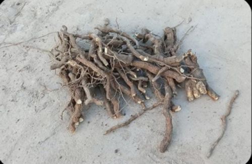 Sarpagandha Roots, Color : Brown Raw