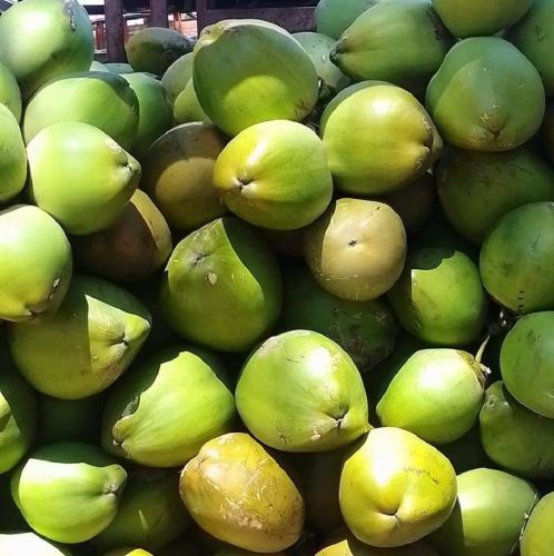 A Grade Tender Coconut, Color : Green, Taste : Sweet, Refreshing