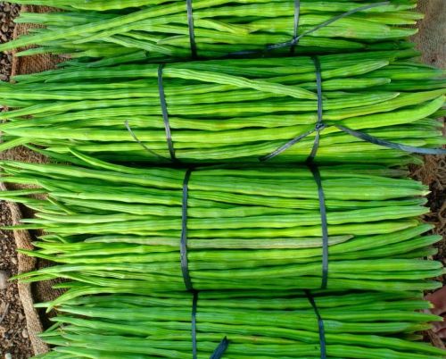 Fresh Green Drumstick, Storage Tips : Keep In Cold Storage
