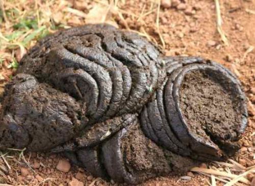 Wet Cow Dung, Color : Brown, Packaging Type : Plastic Bag