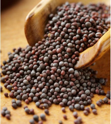 Black Mustard Seeds, Grade Standard : Food Grade, Purity : 99.9%
