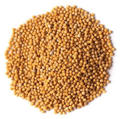 Raw Yellow Mustard Seeds, Grade Standard : Food Grade