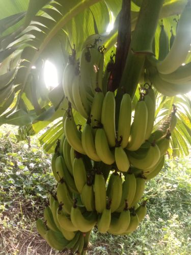 Bananas, Country of Origin : India