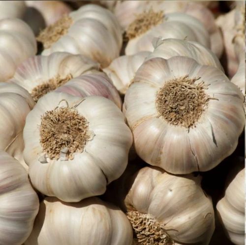 42mm Fresh Garlic, Color : White, Packaging Type : Mesh Bags