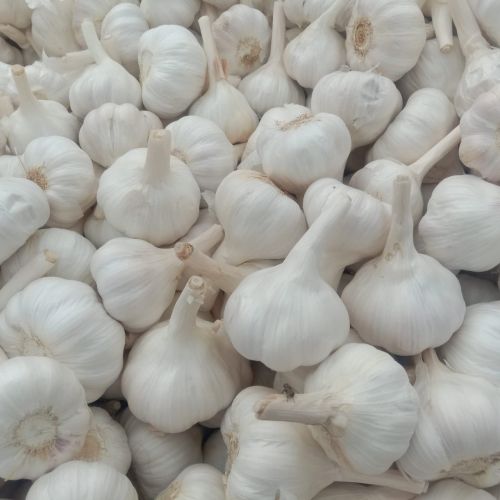 Fresh Bom Garlic, Color : White, Packaging Type : Gunny Bags