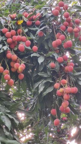 A Grade Fresh Litchi, Packaging Type : Carton for Human Consumption
