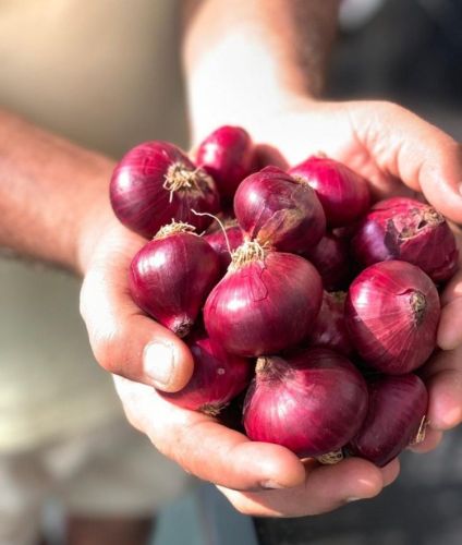Red Fresh Rose Onion Mesh Bags for Cooking, Salads