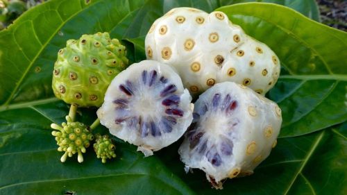 Noni Fruits, Purity : 99.90%, Packaging Type : Plastic Bags