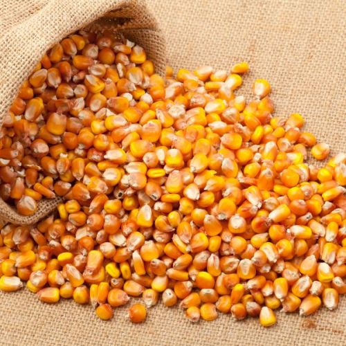 Yellow Maize Seeds, Purity : 99%, Speciality : Gluten Free