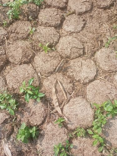 All Cow Dung 2 Kg, 5 Kg, 25 Kg