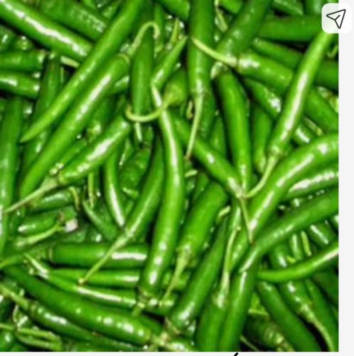Green Chillies, Packaging Type : Loose, Taste : Spicy