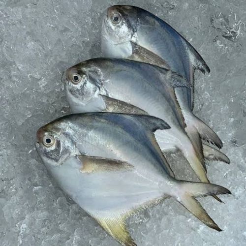 Frozen White Pomfret Fish for Cooking
