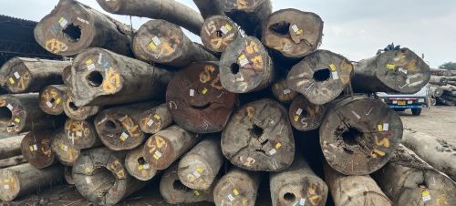 Plain Polished Hard Wood, Color : Golden Brown