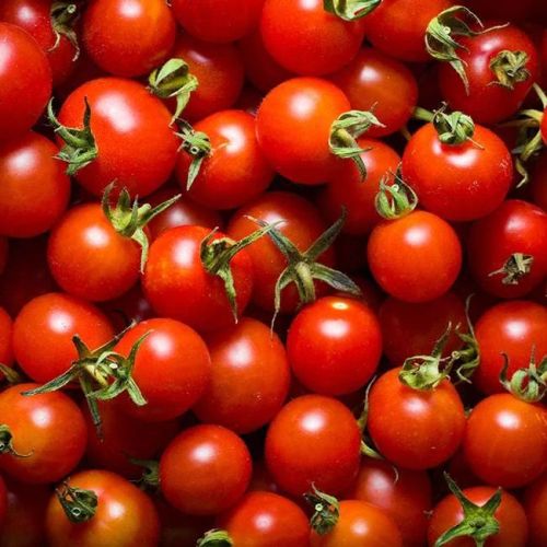 Fresh Red Tomato, Packaging Type : Mesh Bags