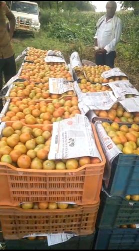 Tomato Medium, Packaging Type : Bulk