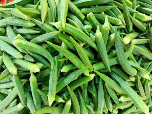 Fresh Green Lady Finger, Packaging Type : Mesh Bags