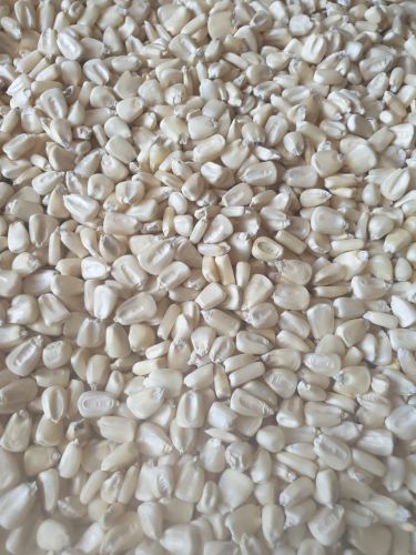 Organic White Maize, Seed Type : Hybrid, Grade : Feed Grade