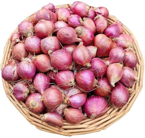 Red Fresh Shallot Onion, Cultivation Type : Organic Mesh Bags