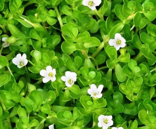 Fresh Brahmi Leaves, Color : Green, Packaging Type : Plastic Bag