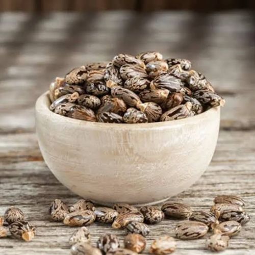 Castor Seeds, Packaging Type : Plastic Bag