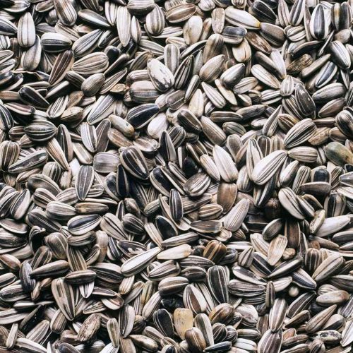 Food Grade Black Sunflower Seeds 9%, Packaging Type : Plastic Bag