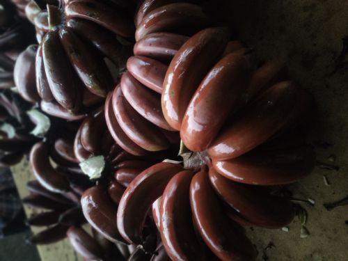 Organic Red Banana for Cooking, Human Consumption