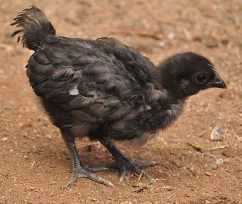 One Month Old Black Kadaknath Chicks, Gender : Male