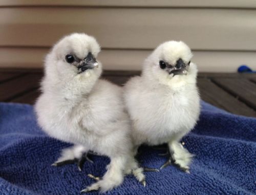 One Day Old Fancy Chicks, Color : White, Weight : 0-250 Gm
