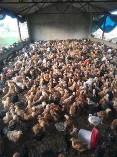 One Month Old Giriraja Chicks, Color : Brown, Age : 30dys