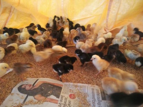 Pure Mysore Nati Koli Day Old Chicks