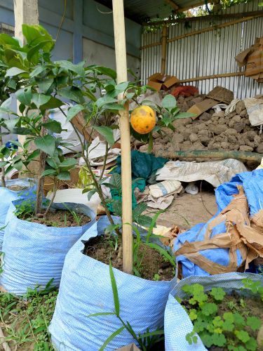 Organic Mausami, Color : Light Green for Juice, Pickles, Drinks