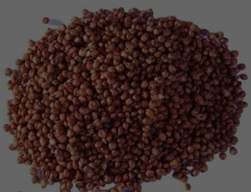 Red Sorghum Seeds Dried, Certification : FSSAI