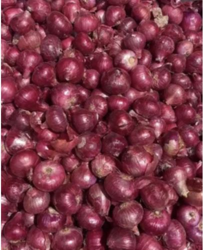 Red Normal Onions, Cultivation Type : Natural