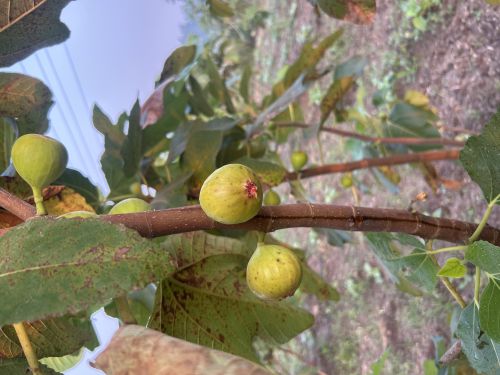 Red Organic A Grade Fresh Fig for Human Consumption