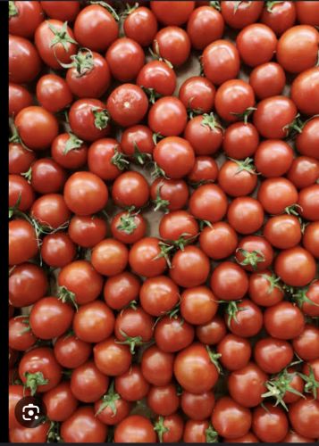 Red Nasik Tomatoes, Cultivation Type : Natural