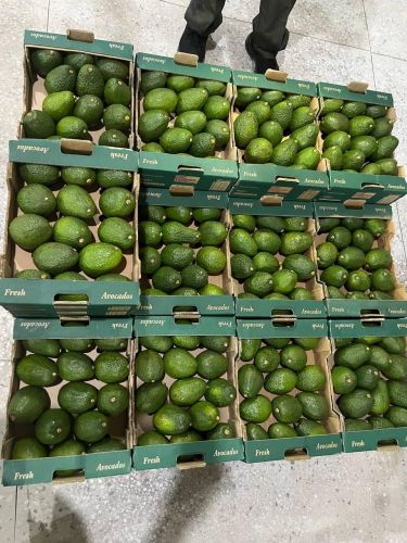 Green Natural Avocado, Packaging Size : 20Kg