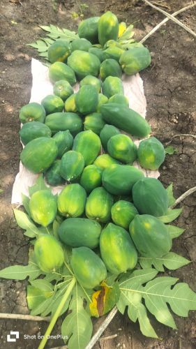 Fresh Papaya, Packaging Size : 5Kg, 10Kg, 15Kg, 50Kg