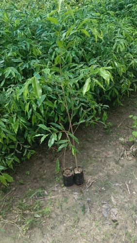 Agarwood Plant, Flower Color : Green for Gardening, Decoration