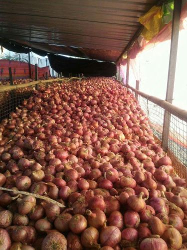 Red Onions, Cultivation Type : Natural