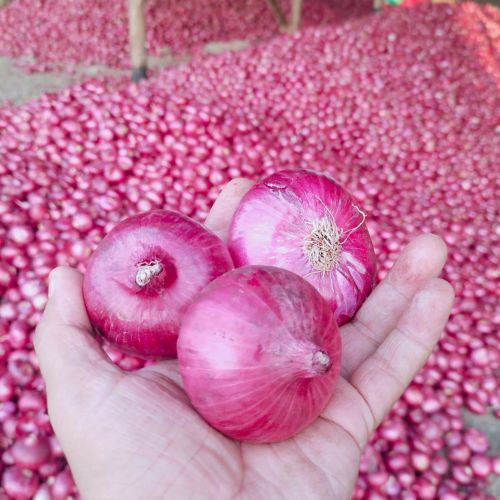 Fresh Red Onion 45MM +