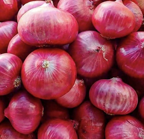 Red Onion 55+, Quality Available : A Grade, Weight : 60gms