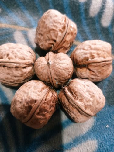 Whole Walnuts for Cooking, Human Consumption, Purity : 100%