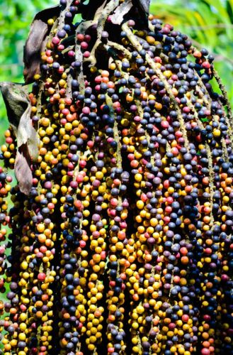 Raw Palm Nut for Cooking Ingredient, Packaging Type : Bulk