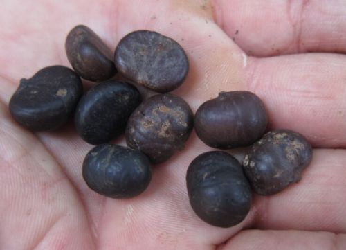 Palm Seeds, Color : Black, Form : Solid