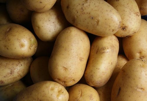 Fresh Potato, Cultivation Type : Natural, IS IT Organic : Organic