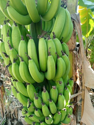 Raw Banana, Color : Green, Taste : Sweet for Human Consumption
